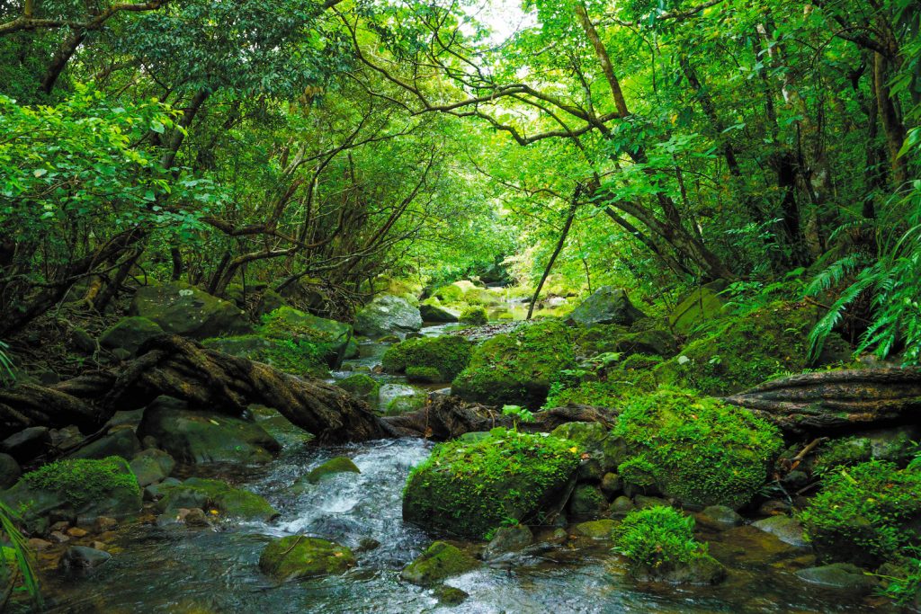 Modern people might learn how to face nature from the Jomon people ...