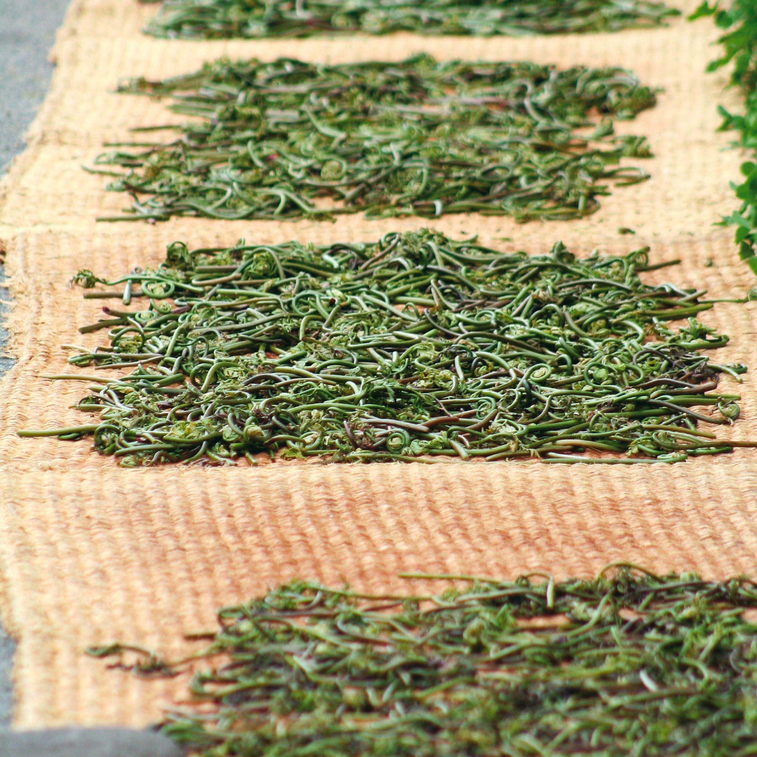 Dry edible wild plants in YUKIGUNI, Japan