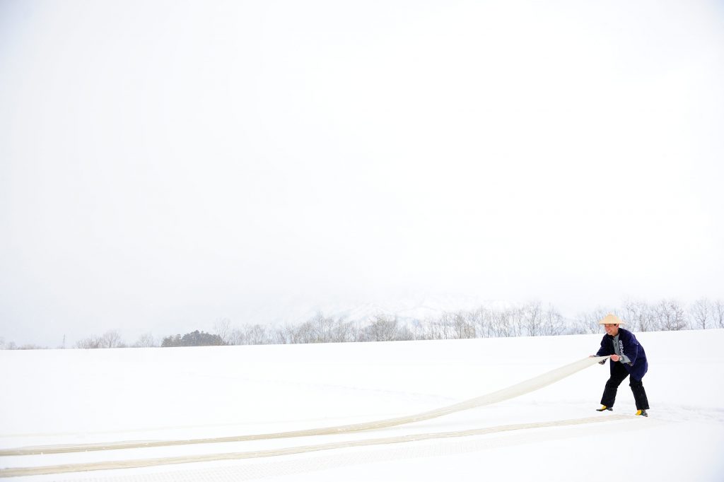 “Yukisarashi” (snow bleaching)