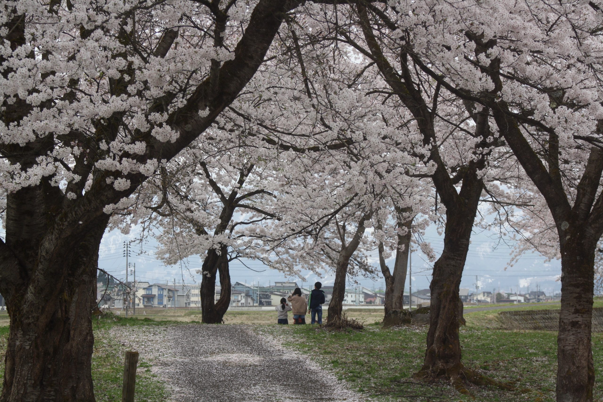 See Spring Cherry Blossoms in Snow Country - YUKIGUNI, Japan