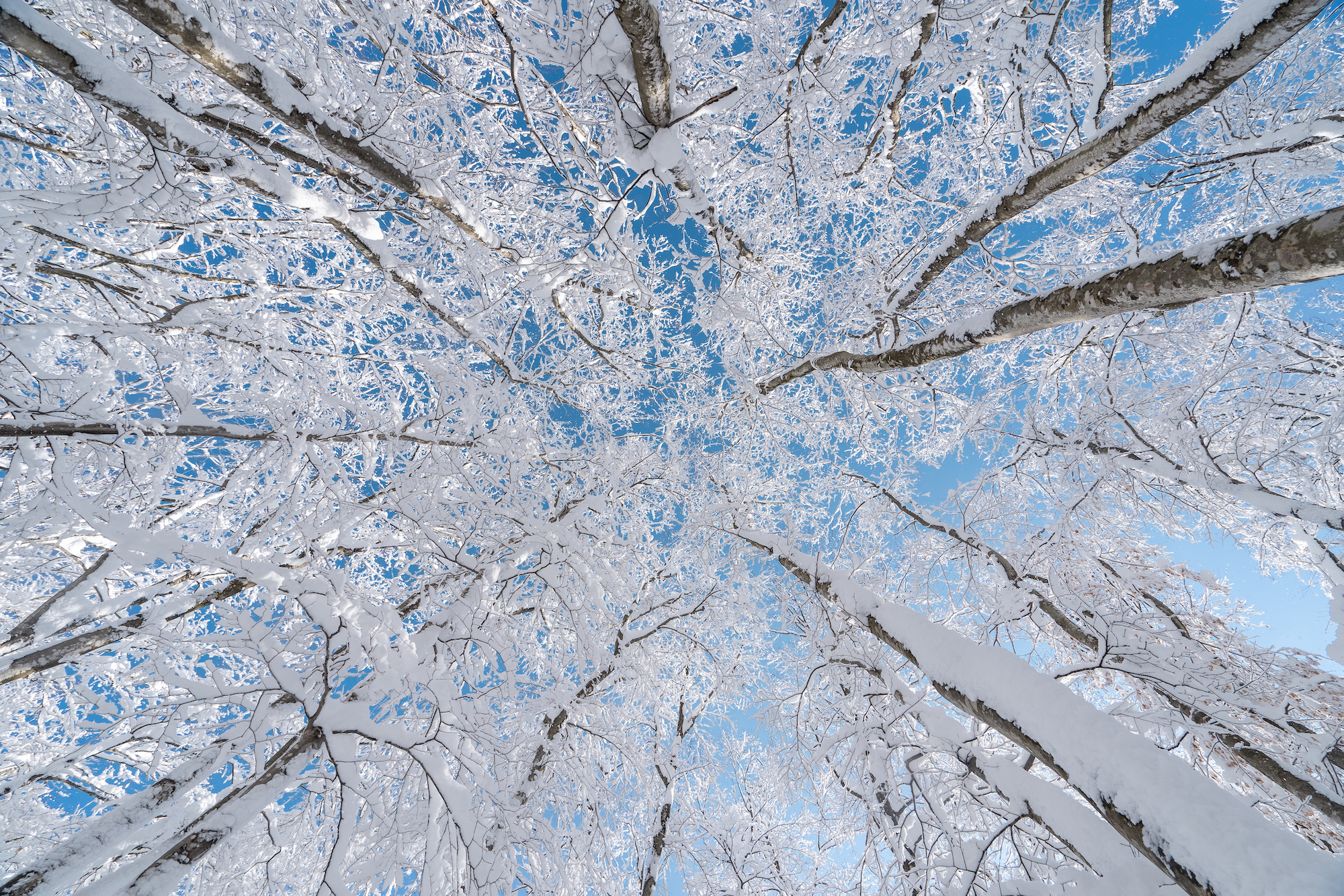 Living in Deep Snow: All about the Winter Culture of YUKIGUNI